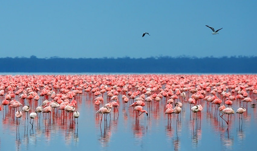 Du lịch Kenya giá rẻ