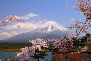Nagoya-Osaka - Nara - Kyoto- Núi Phú Sỹ lễ hội Hoa chi anh- Tokyo- thiên đường hoa Hitachi