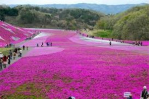 Yokohama-Yamagata-Fukushima-Tokyo ngắm hoa Đỗ quyên