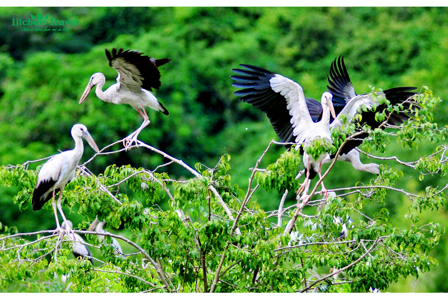 Thung-Nham-ninh-binh-litchee-travel-03