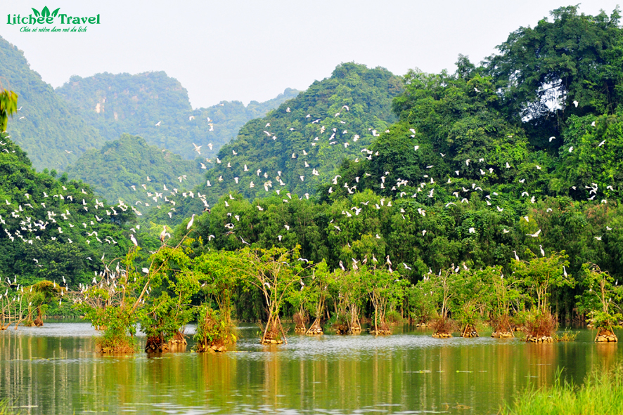 vuon-chim-thung-nham-litchee-travel